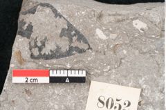 Foto (Detailansicht) von Cassia hyperborea Unger (NHMW-GEO-2024-0188-8052)
